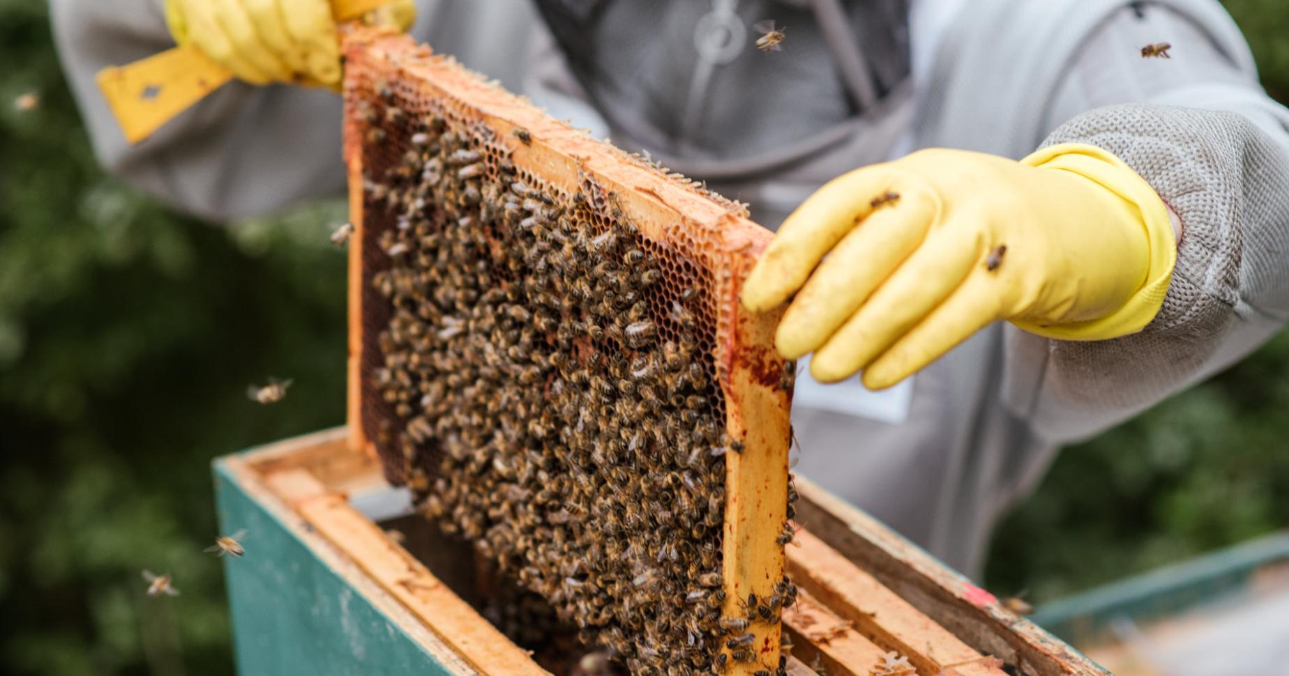 11 lavori sorprendenti per imprenditori: dall’apicoltura al settore bancario